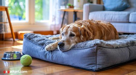 Camas Ortopédicas Acogedoras Por Las Que Tu Perro Mayor Te Agradecerá